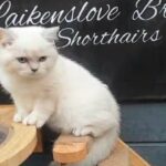 SEAL SILVER COLOURPOINTED BRITISH SHORTHAIR in Sheffield