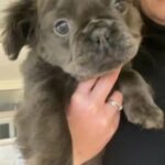 Beautiful Blue And Tan Fluffy French Bulldog Pet Priced Only in London