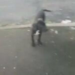 American terrier in Bradford