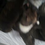 brindle mastiff x rottweiler in Wolverhampton
