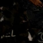 rottweiler x american akita last 2 girls left in Wolverhampton