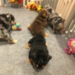 Gorgeous English Bulldog Puppy Ready Now in Southampton