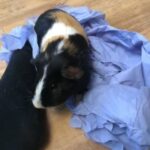 Handsome Male Guinea Pig in East Northamptonshire
