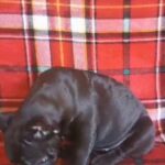 Lovely french bulldog puppies available in London