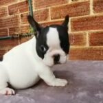 French bulldog puppy in London