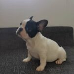 French Bulldog Puppies in London