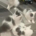 Maine coon kittens in Birmingham