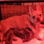 french bulldog puppies for new homes