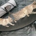 TICA Active Proven Stud Seal lynx Bengal For Sale