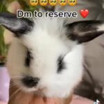 Gorgeous Mini Lion Lop Bunnies Reserve Now!!