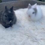 Absolutely Beautiful Purebred Lionhead Bunnies