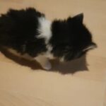 mainecoon pure kitten ready to go