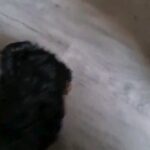 miniature Yorkshire terrier Pedigree girl in London