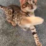 🎁🔥OUTSTANDING QUALITY PEDIGREE BENGAL BOY READY NOW 🔥🎁 in Birmingham