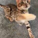 ??OUTSTANDING QUALITY PEDIGREE BENGAL BOY READY NOW ?? in Birmingham