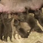 blue Staffordshire bull terrier puppies in Kent