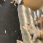 olde English bulldogge Still Available in Nottingham