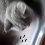 British Shorthair in Bradford