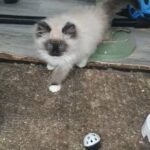 Ragdoll in Bradford