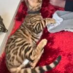 Affectionate Playful Boy 4 Months Old Tica Registered in Birmingham