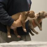 American Bully Pocket Female in London