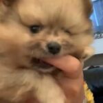 Pomeranian in Wolverhampton