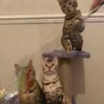 Last Pedigree Bengal Boy Left Beautiful Temperament in Birmingham