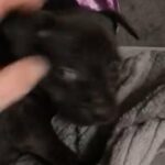 Puppy 10 Weeks in South Derbyshire