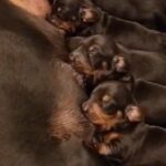 Kc Registered Miniature Dachshunds in Bolton