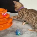 ?SOLD?Savannah Beautiful pedigree Girl Ready To Go in Birmingham