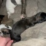Lovely Lurcher Female in County Durham