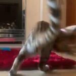 GORGEOUS SWEET LOVING PURE BENGAL GIRL READY TO GO! in Birmingham