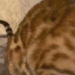 ??JASMINE GORGEOUS PURE BENGAL GIRL?? in Birmingham
