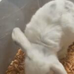 Pure French Lop Buck in Peterborough