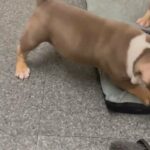 POCKET BULLY FEMALE in Blackburn with Darwen