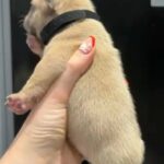 Fawn French Bulldog Boy in North West Leicestershire