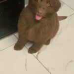 Beautiful Liver Female Liver And Tan Male in Wakefield