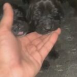 Bandog Mastiff in Bradford