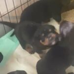 rottweiler x in Rugby