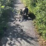male merle pug in Sheffield