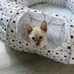 Bengal Kittens in Nuneaton & Bedworth