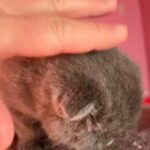 Gorgeous Scottish Fold And Straight Kittens in London