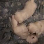 Beautiful Kc Registered West Highland Terriers in Tameside