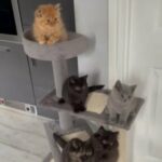 Gccf Pedigree British Short And Longhair Kittens Ready Now in Sunderland