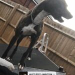 Xbull Grey X Pit in Birmingham