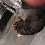 3 fluffy straight back german shepherd's in London