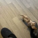 Male Isabella & Tan Dapple 7 weeks old on monday 5th in Manchester