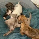 Italian greyhound puppies in Kent