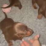 Tiny Miniature Dachshund Females in Liverpool
