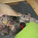 French Bulldog Puppies in North West Leicestershire